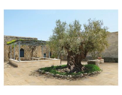 Outdoor Cream 30x60 R11 Ceramica Euro