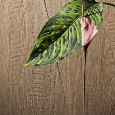 Leccio Classico 20X120 Rett. R10 I Lecci Serenissima