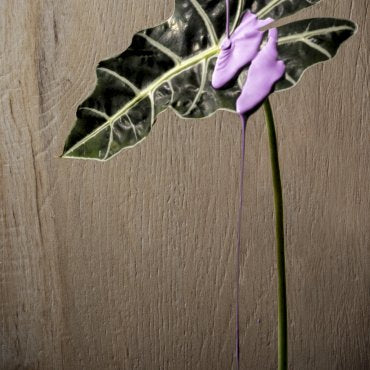 Leccio Gentile 20X120 Rett. R11 I Lecci Serenissima