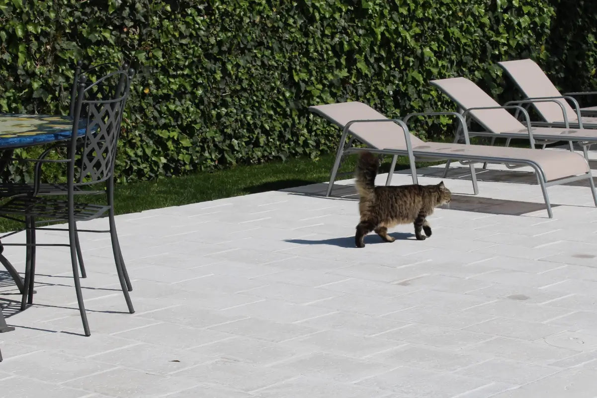 VECCHIA CHIANCA BIANCO PRIMICERI